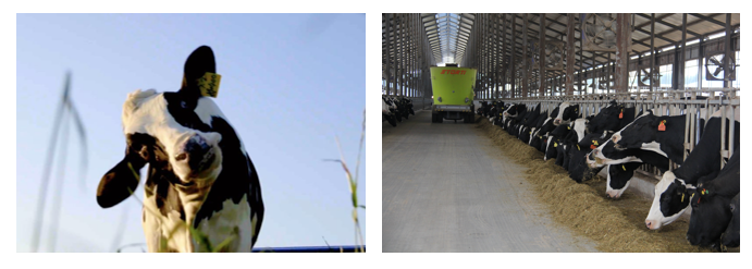 花花牛丨每天一杯奶，幸福健康喝出來?。?！