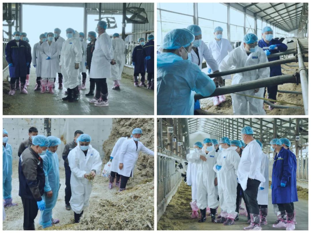 花花牛丨國家奶牛產(chǎn)業(yè)技術體系首席科學家、中國農(nóng)業(yè)大學教授李勝利一行蒞臨花花牛魯山瑞亞參觀調研