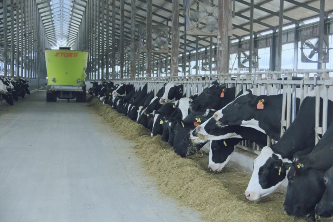 花花牛丨國家奶牛產(chǎn)業(yè)技術體系首席科學家、中國農(nóng)業(yè)大學教授李勝利一行蒞臨花花牛魯山瑞亞參觀調研