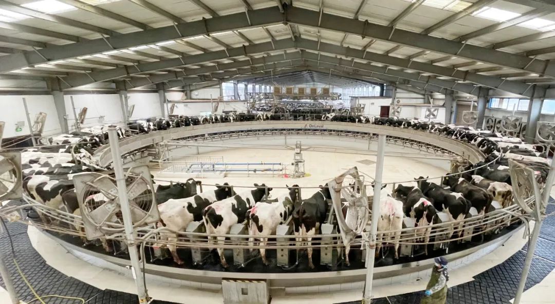 凝心聚力·贏創(chuàng)未來 | 花花牛乳業(yè)集團(tuán)召開營銷、養(yǎng)殖及飼料經(jīng)營工作會議