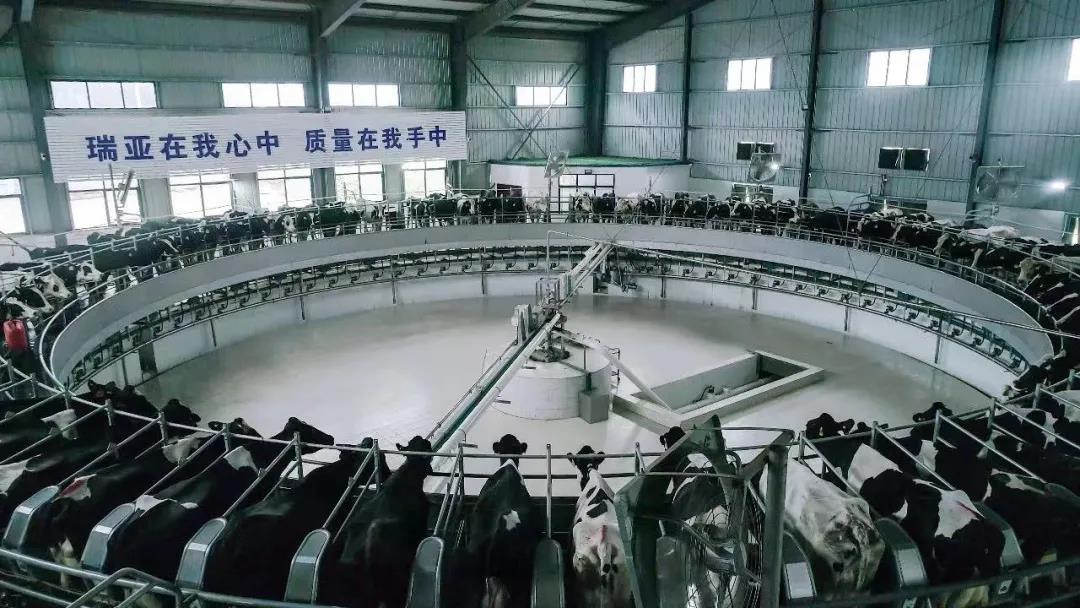 快訊 | 駐馬店市委副書記、市長李躍勇一行蒞臨花花牛乳業(yè)集團平輿瑞亞牧場調研