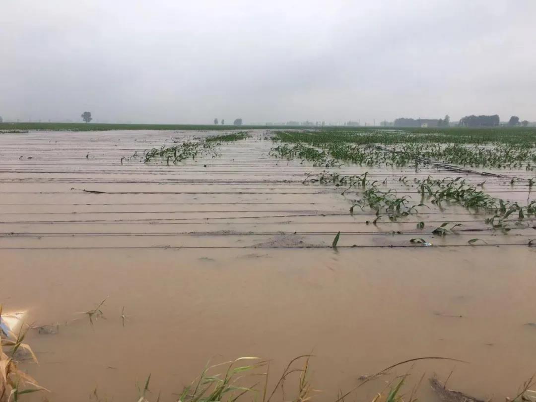 【乳報(bào)·聚焦】“豫”難而上的中原牛人“太中了”！